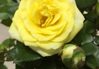 bunga ros (2)