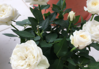 bunga ros (5)