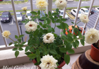 bunga ros (6)