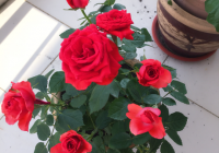 bunga ros (7)