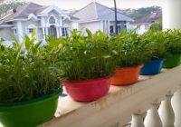 cara DIY menanam kangkung di rumah