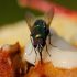 Cara Halau Lalat Yang Terlampau Banyak Di Dapur Dengan Segera Melalui 5 Petua Ini