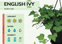 pokok english ivy