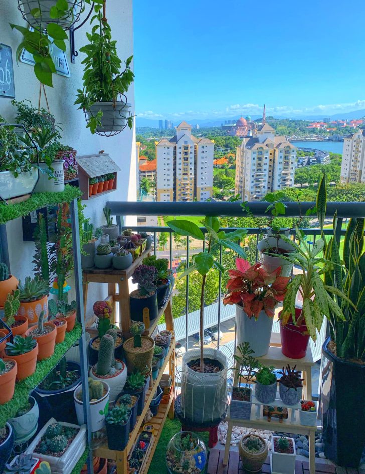 Permalink to Lelaki Ini Kongsi Koleksi Tanaman Pokok Kaktus & Sukulen Di Balkoni Rumahnya